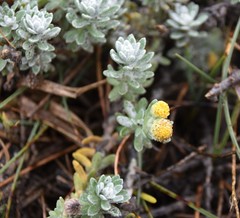 Achillea maritima maritima