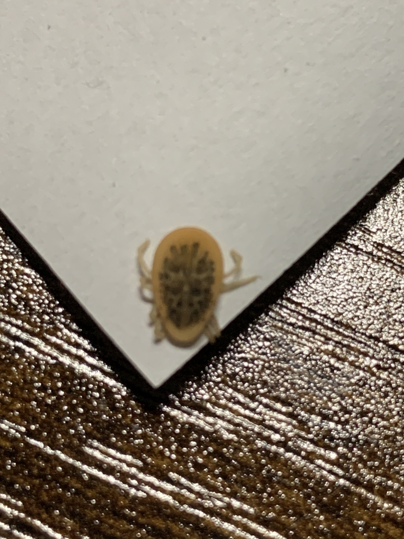 Argas reflexus Fabricius, 1794