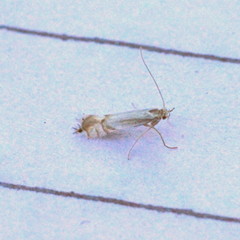 Phyllocnistis unipunctella