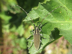 Agapanthia asphodeli