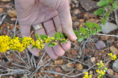 Solidago petiolaris