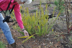Solidago petiolaris