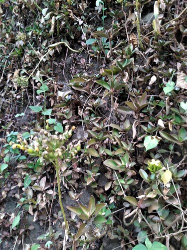 Kalanchoe integra (Medik.) Kuntze 2