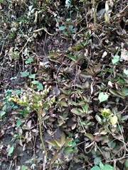Kalanchoe integra