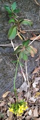 Kalanchoe integra