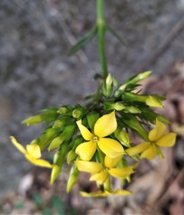 Kalanchoe integra