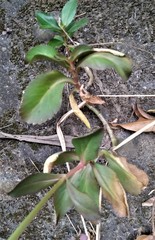 Kalanchoe integra