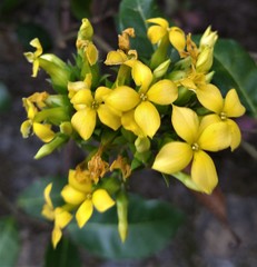 Kalanchoe integra