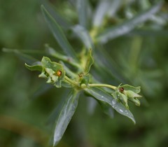 Euphorbia terracina