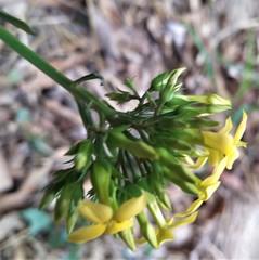 Kalanchoe integra