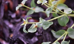 Euphorbia terracina