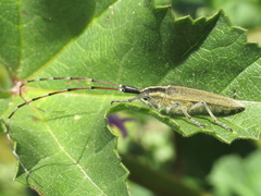 Agapanthia asphodeli