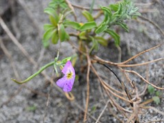 Malcolmia littorea