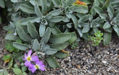 Malcolmia littorea