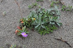 Malcolmia littorea