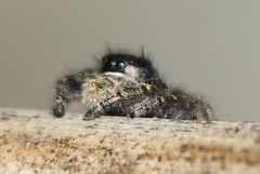Phidippus johnsoni