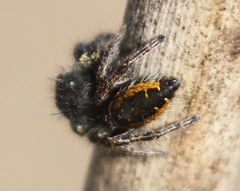 Phidippus johnsoni
