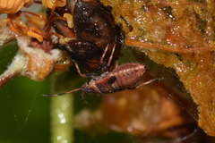 Deraeocoris olivaceus