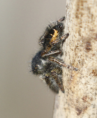 Phidippus johnsoni