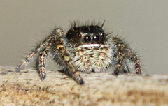 Phidippus johnsoni
