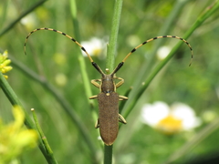 Agapanthia annularis