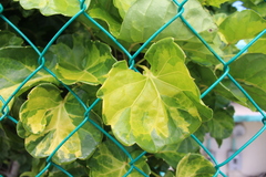 Polyscias balfouriana