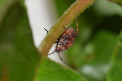 Deraeocoris olivaceus