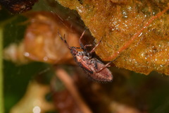 Deraeocoris olivaceus