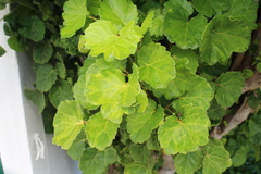 Polyscias balfouriana