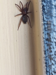 Gnaphosidae