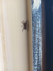 Gnaphosidae