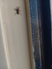 Gnaphosidae
