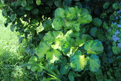 Polyscias balfouriana