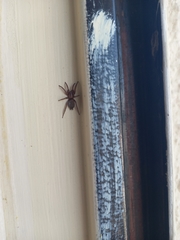 Gnaphosidae