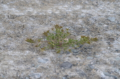 Christolea crassifolia