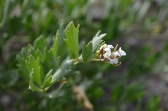 Christolea crassifolia