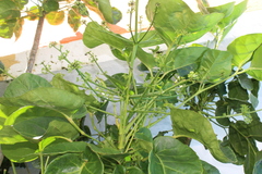 Polyscias balfouriana