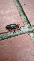 Mecistomela marginata