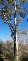 Eucalyptus