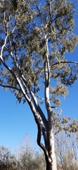 Eucalyptus