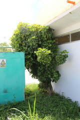 Polyscias balfouriana