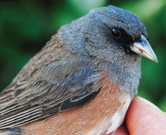 Guadalupe Junco photo 3