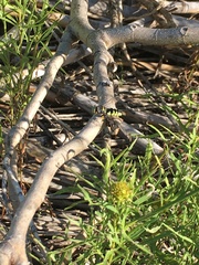 Stictia