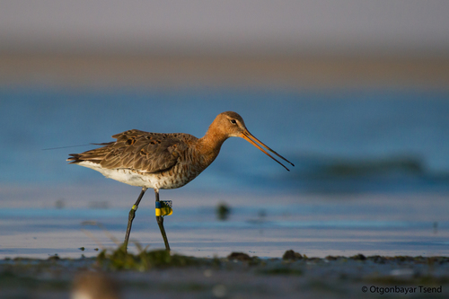 Black-tailed Godwit, photo 10 of 10