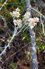 Helichrysum plebeium