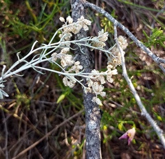 Helichrysum plebeium