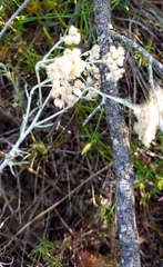 Helichrysum plebeium