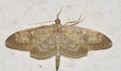 Anania lancealis