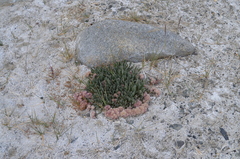 Saussurea famintziniana