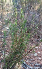 Teucrium africanum